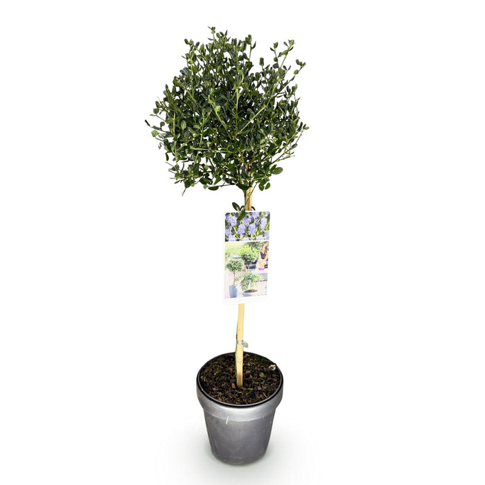 Ceanothus impressus Victoria - Paarse Bloem - Pot 19cm Hoogte 90cm