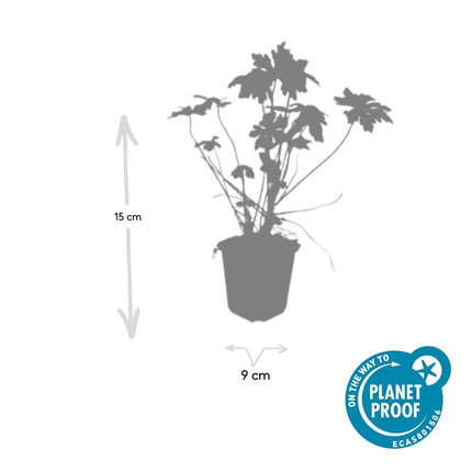 Geranium macrorrhizum - ↕10-25cm - Ø9cm - 60x