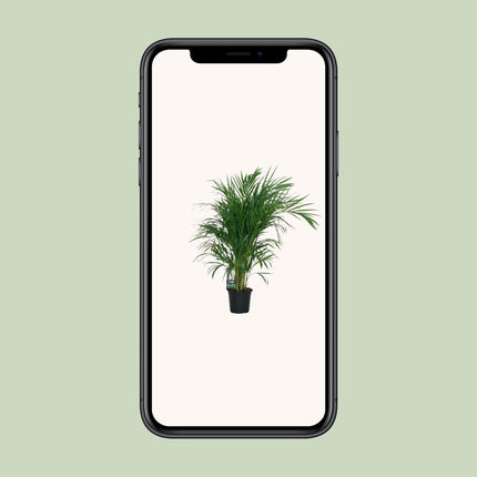 Areca Palm - Dypsis Lutescens - ↕100cm - Ø19cm