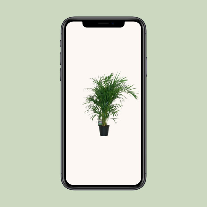 Areca Palm - Dypsis Lutescens - ↕100cm - Ø19cm
