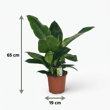 Philodendron Imperial Green - ↕65cm - Ø19cm