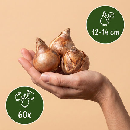 60x Narcissus large Cupped mix - Bloembollen - Grootbloemige narcis mix - Geel en Wit - Voorjaarsbloeier - Bolmaat 12/14