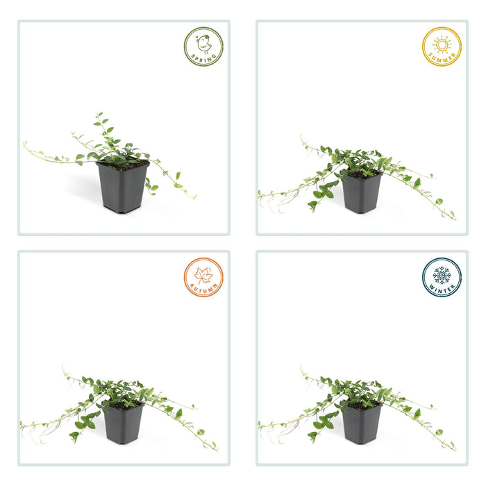 Vinca minor 'Alba' - ↕10-25cm - Ø9cm - 48x