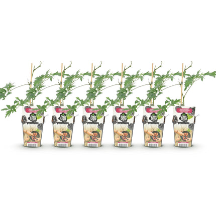 Immergrüne Brombeere (Rubus dornenlos, winterhart) – 6 Pflanzen – 9-cm-Topf