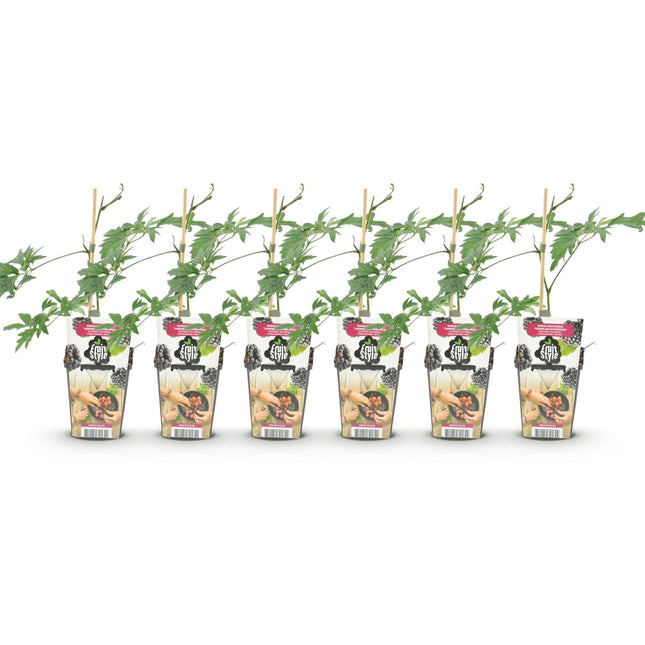 Groenblijvende Braam - Rubus Thornless Evergreen - Winterhard - 6 Planten - Pot 9 cm - Zwarte Braam