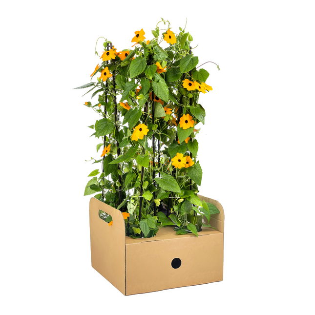 Suzanne der schönen Augen – Thunbergia alata Sunny Susy New Orange – ↕60 cm – Ø13 cm – 4x