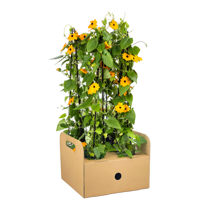 Suzanne met de Mooie Ogen - Thunbergia alata Sunny Susy New Orange - ↕60cm - Ø13cm - 4x