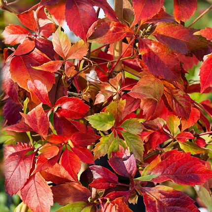 Parthenocissus quin. 'Engelmannii' - Engelmann klimop 6x - Geel - Groen - Klimplant - Ø9cm - ↕35cm