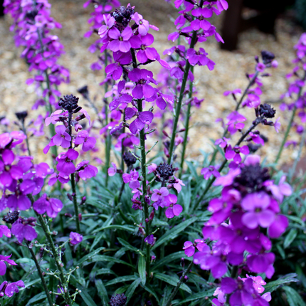 Erysimum 'Bowles' Mauve' - Steenraket - ↕10-25cm - Ø9cm - 60x