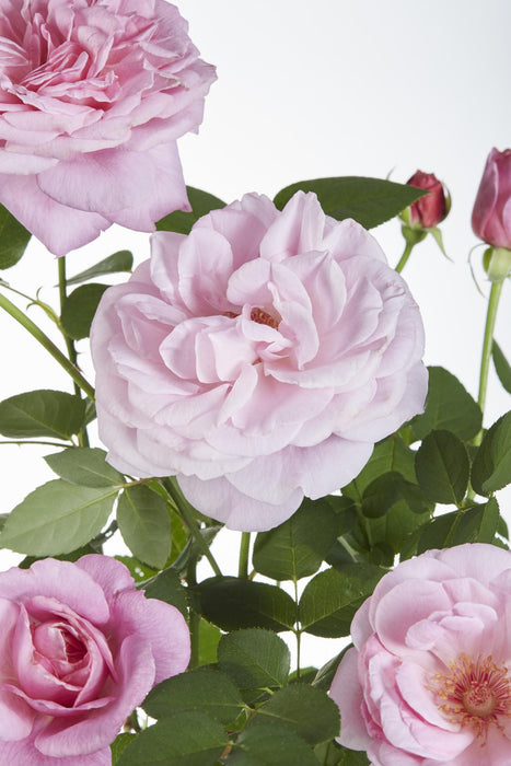 Rosa Crazy in love 'Pink' - Roze Roos - ↕65cm - Ø15cm