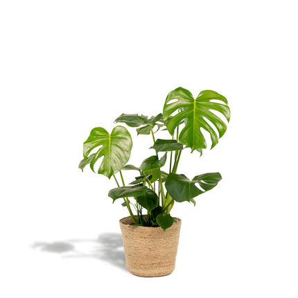 Monstera Deliciosa met mand Selin - ↕80cm - Ø21cm