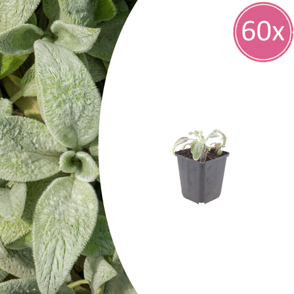 Stachys byzantina 'Silver Carpet' - Oreja de perro - ↕10-25cm - Ø9cm - 60x