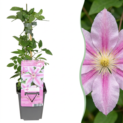 Clematis Nelly Moser - Bosrank Nelly Moser 4x - Wit - Roze - Klimplant - Ø9cm - ↕35cm