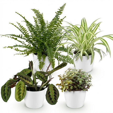 Pflanzenbox – Grünlilie – Maranta – Callisia – Nephrolepis – mit weißen Übertöpfen – ↕25cm – Ø12cm – 4x