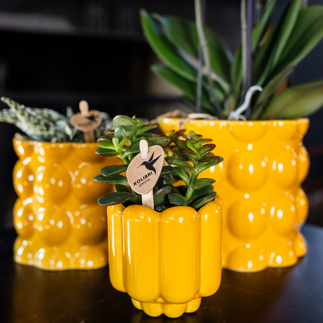 Kolibri Home | Maceta decorativa Retro Shine - Amarilla - Ø6cm