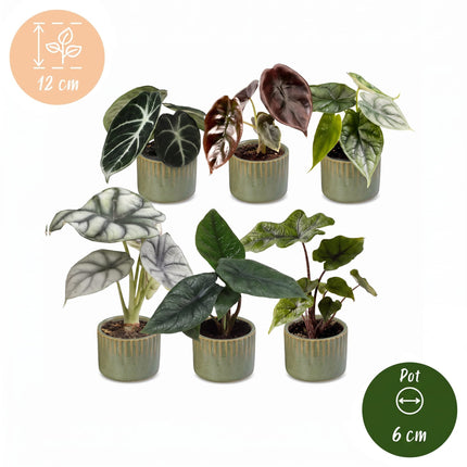 Baby Alocasia Familie 6x - Rood - Groen - Zwart - Zilver - Grijs - Tropisch - incl. Linnea Olive - Ø6cm - ↕12cm