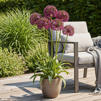 Bulbes de fleurs - Allium Miami - Violet - 15 pièces - Calibre 10/11 - Paquet XXL