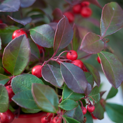 Gaultheria procumbens 'Big Berry' - Kerstplant - ↕15-20cm - Ø12cm - 6x