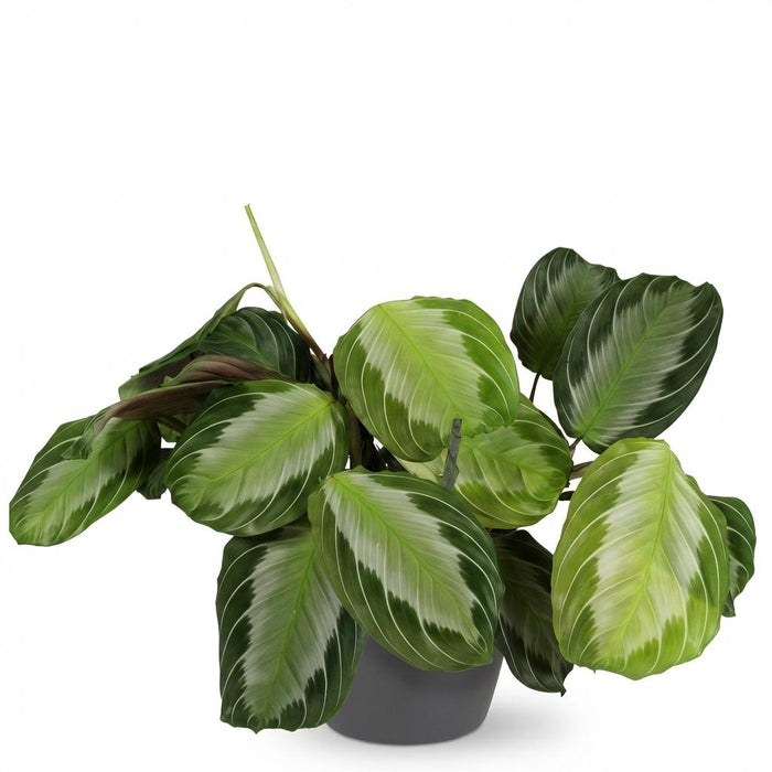 Maranta Fascinator Silverband - Gebedsplant - met grijze plantenpot - ↕25cm - Ø12cm