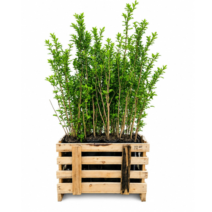 Ligustrum Ovalifolium - Ligusterhaag - Palletdeal - ↕60-80cm - Ø19cm - 50x