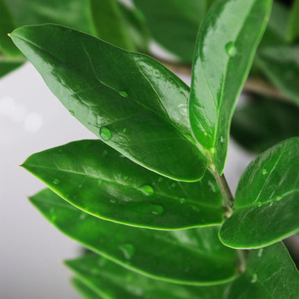 Zamioculcas - ZZ plant - ↕65-75cm - Ø17cm - 2x