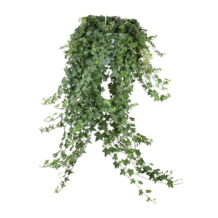 Hedera Helix Pitsburg - Hangplant XXL - ↕65cm - Ø24cm