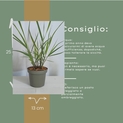 Panicum virgatum ‘Rotstrahlbusch’ – Vingergras - Ø12cm - 3x