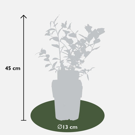Vaccinium Corymbosum 'Reka' - Borówka amerykańska - ↕45cm - Ø13cm - 5x