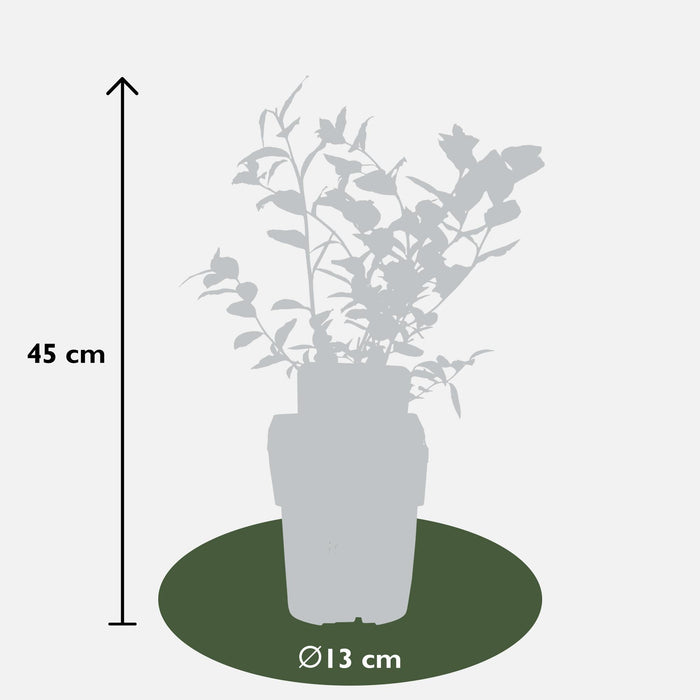 Vaccinium corymbosum 'Reka' - ↕45cm - Ø13cm - 5x