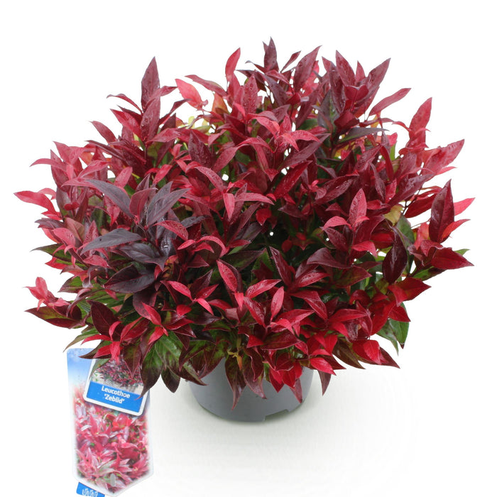 Leucothoe Zeblid - Rood - 1 Plant - Groenblijvend - Weinig Onderhoud - Pot 17cm Hoogte 45cm