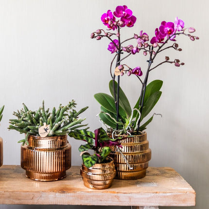 Kolibri Orchids | Gift Set Allure Shiny Brons - Witte Phalaenopsis Orchidee Mineral Amabilis & Succulent