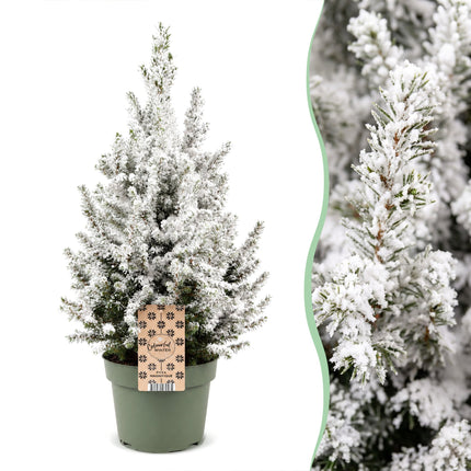 2x Picea glauca Conica - Kegelspar - Groen - Wit - Kerstboom - Ø19cm - ↕65cm