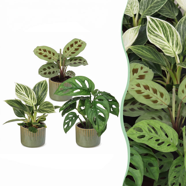 Baby Plants Surprise Box 3x - Verrassingsbox kleine planten - Diversen - Tropisch - incl. Linnea Olive - Ø6cm - ↕5-15cm