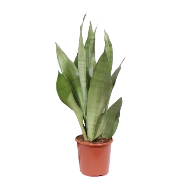 Sansevieria Moonshine - Wężownica - ↕60cm - Ø17cm