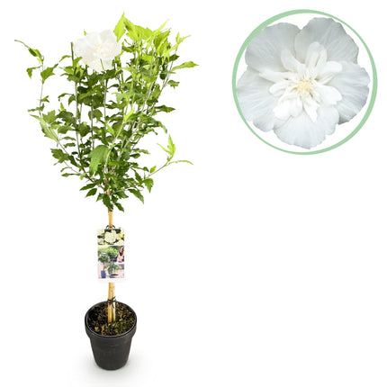 Hibiscus syriacus White Chiffon® - Standard plant - Patio plant - ↕90cm - Ø19cm