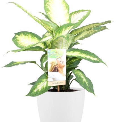 Dieffenbachia Camilla - Hvid potte Bruxelles D18x17cm -↕45cm - Ø17cm