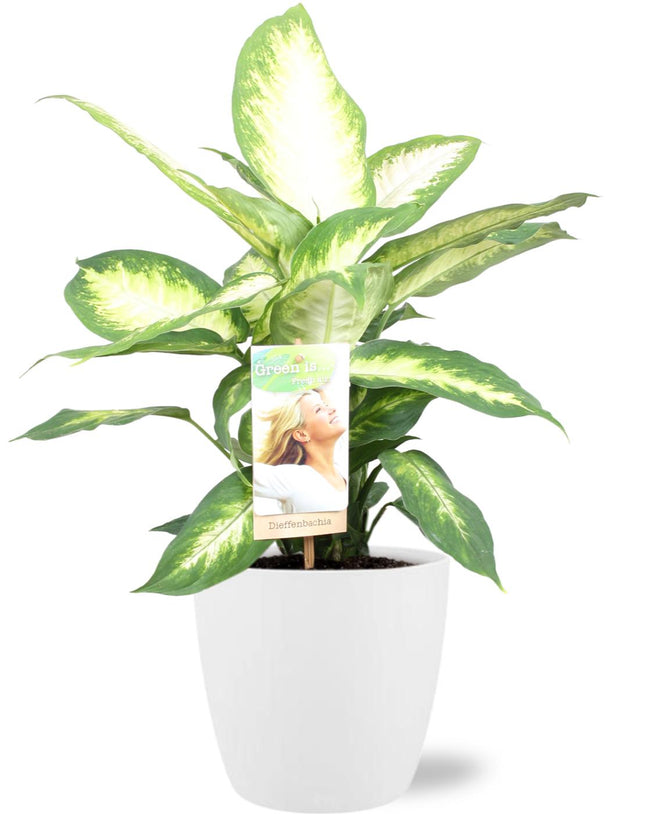 Dieffenbachia Camilla - Witte pot Brussels D18x17cm -↕45cm - Ø17cm