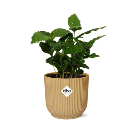 Coffea Arabica in elho Vibes Fold Ø14cm yellow - ↕20-30cm