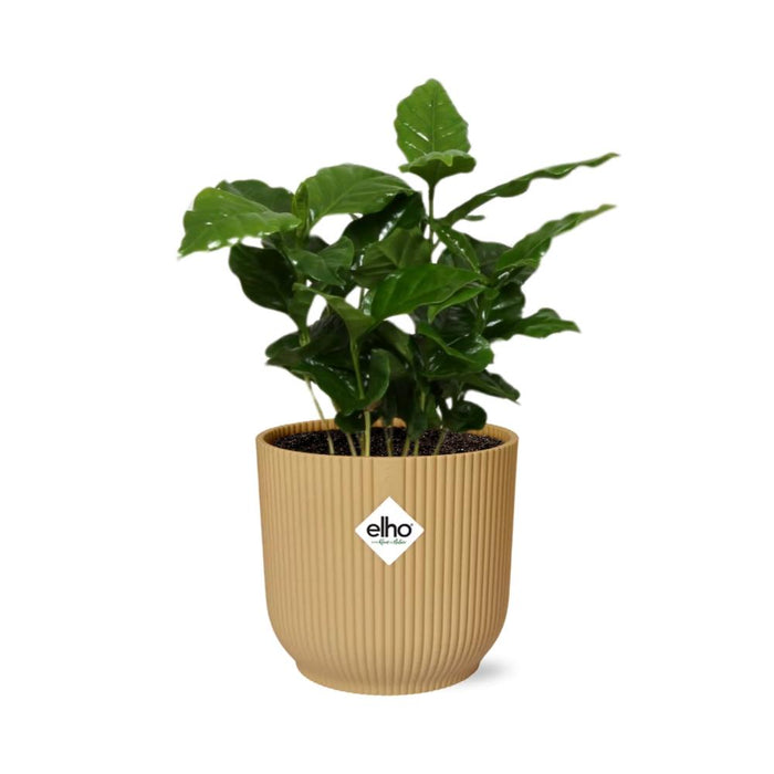 Coffea Arabica in elho Vibes Fold Ø14cm geel - ↕20-30cm