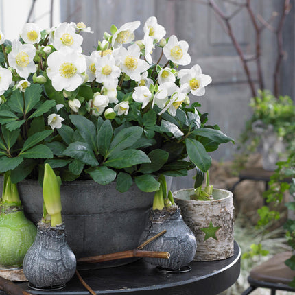 Kerstroos - Helleborus Christmas Carol  - Witte Bloem - ↕25cm - Ø10,5cm - 2x