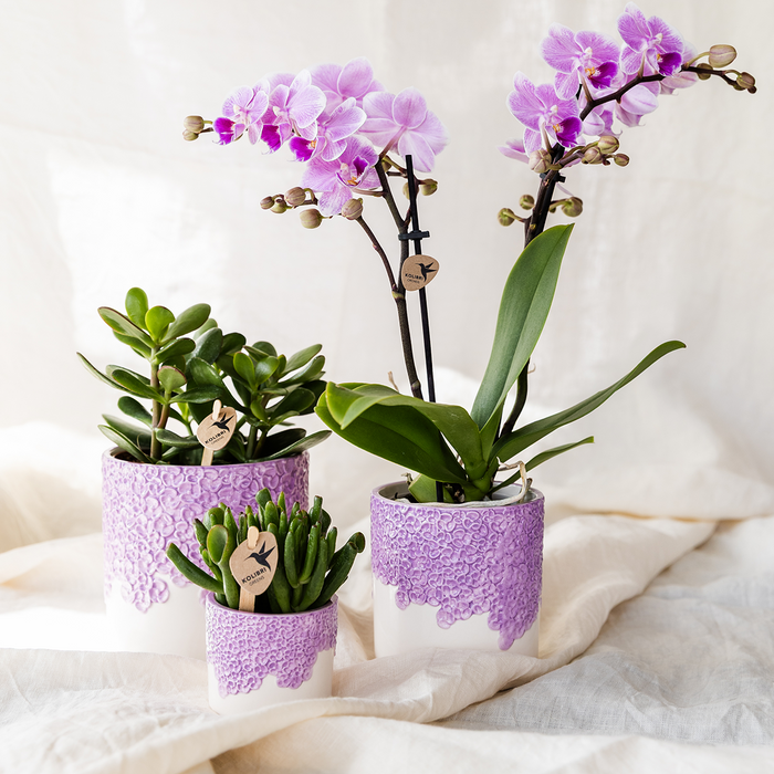 Kolibri Company | Combi deal | Bloom sierpot paars – set 6cm + 9cm + 12cm