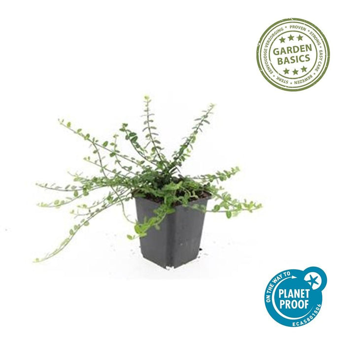 Euonymus fortunei 'Minimus' - Japanse Kardinaalsmuts - ↕10-25cm - Ø9cm - 12x