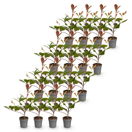 Photinia fraseri Red Robin - Glansmispel - 16x Haagplanten - Groenblijvend - Rood - Pot 9cm - Hoogte 25-35cm
