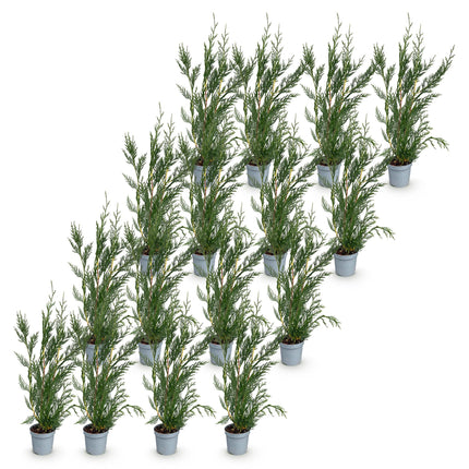 Cupressocyparis leylandii 2011 - Leylandii - 16x Haagplanten - Groenblijvend - Groen - Pot 9cm - Hoogte 30-40cm