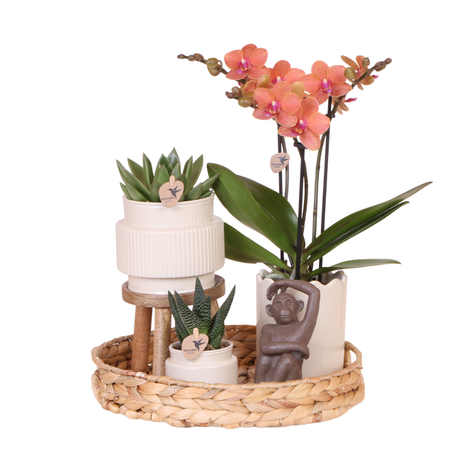 Kolibri Orchids | Gift Set Desert Summer Wit - Oranje Phalaenopsis Orchidee Mineral Bolzano & Succulenten
