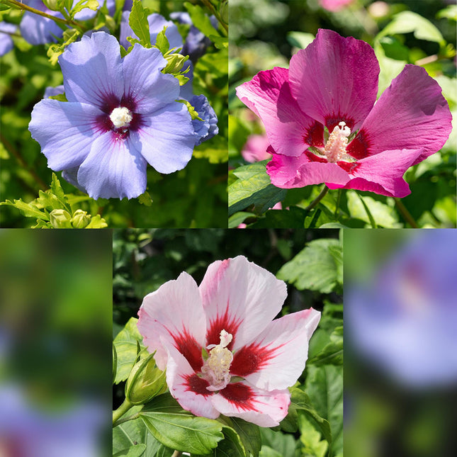 Hibiscus syriacus Tricolour - Plant op stam - Terras Plant - ↕90cm - Ø19cm
