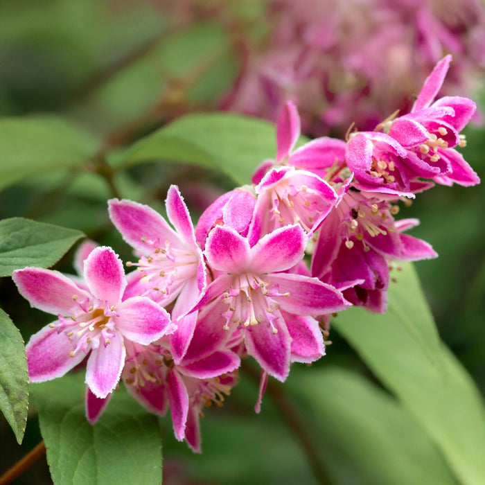 Heesters -  Deutzia hybrida Strawbery Fields - Bloem Roze - 1 Plant - Bladverliezend - Weinig Onderhoud - Pot 17cm Hoogte 45cm
