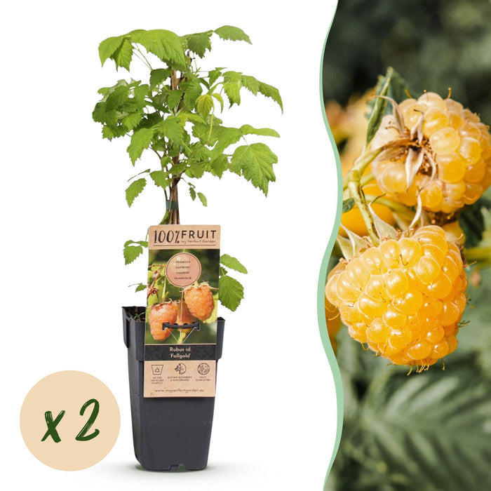 Rubus idaeus Fallgold - Frambozenplant - Gele Framboos - ↕50cm - Ø15cm - 2x