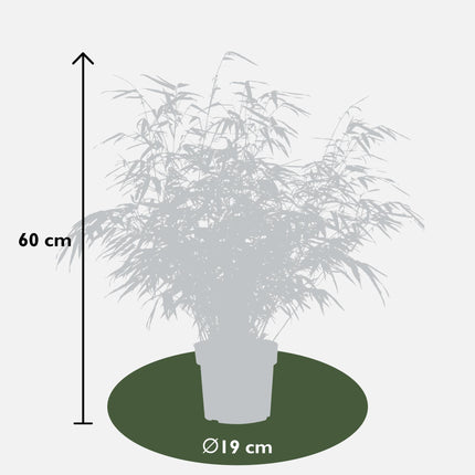 Fargesia rufa - Bamboe - ↕60cm - Ø19cm - x4