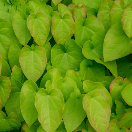 Epimedium rubrum - Elfenbloem - ↕10-25cm - Ø9cm - 48x